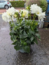 White dahlia large for sale  LARGS