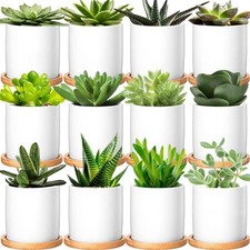 Pack small succulent for sale  Brentwood