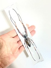 Spider. giant black for sale  LLANELLI