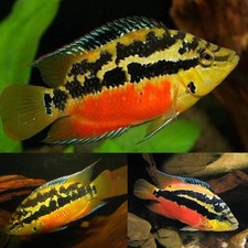 Pack salvini cichlid for sale  Wimauma
