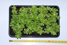Sedum kimnachii drought for sale  ROCHESTER