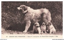 Ashp8 0477 dog d'occasion  Expédié en Belgium