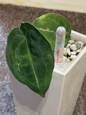 Anthurium forgetti dark for sale  LONDON