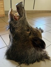 Wildschwein kopfpräparat trop gebraucht kaufen Wildschwein kopfpräparat trop gebraucht kaufen  Halblech