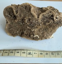 Large fossil sponge for sale  BRIGHTON