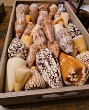 Coquillage conus cones d'occasion  Auch
