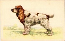 Cpa english cocker d'occasion  Expédié en Belgium