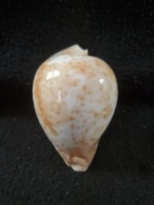 Umbilia hesitata beddomei for sale  Raleigh
