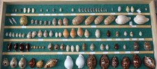 Collection 235 cypraea d'occasion  Agde
