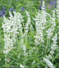 Salvia sage victoria for sale  Sevierville