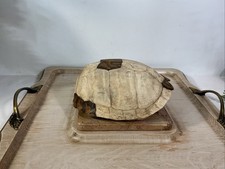 Genuine real turtle for sale  Belle Mead