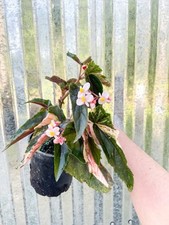 begonia plant for sale begonia plant for sale Homestead