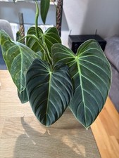 Philodendron melanochrysum gebraucht kaufen  Großhabersdorf