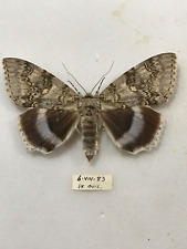 Blue underwing. see for sale  MANCHESTER