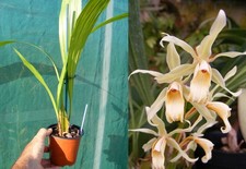 Coelogyne trinervis orchidée d'occasion  Fumel