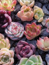 Imported tiny mixed for sale  San Leandro