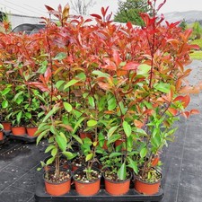 Photinia red robin usato  Pistoia