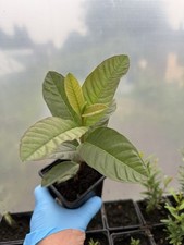 Guava tree plant for sale  CREWE