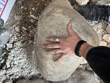 Giant prehistoric clam for sale  Bedford
