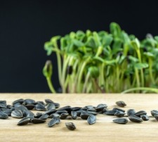 Organic black oil for sale  Minneapolis