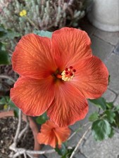 Hibiskus jungpflanze torino gebraucht kaufen  Egloffstein