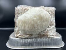 Lions mane mushroom for sale  Hinsdale