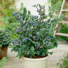 Fruit plant blueberry for sale  PETERBOROUGH
