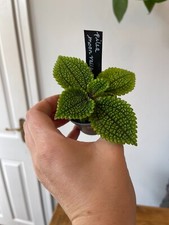 Pilea moon valley for sale  BEVERLEY