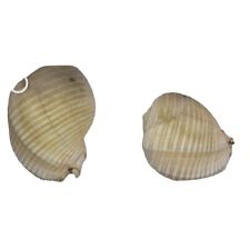 Grandi conchiglie fossili usato  Catania