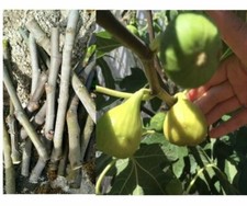 6 peças CORTES MADEIRA PRETA ou MADEIRA BRANCA Ficus carica figueira Figo Preto comprar usado  Enviando para Brazil