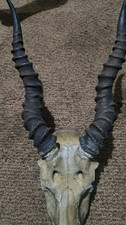 Impala skull horns for sale  Texas City