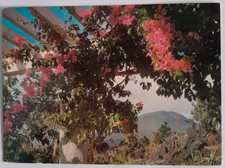Cartolina epoca bougainvillea usato  Melito di Napoli