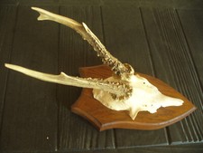 Rehbock rehgehörn rehgeweih gebraucht kaufen  Northeim
