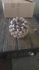 Giant red wood for sale  Loveland