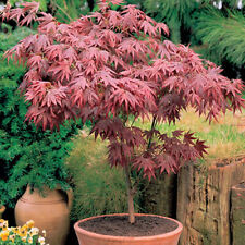 Acer atropurpureum purple for sale  UK