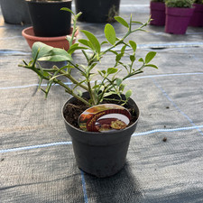 Microcitrus australasica finge for sale  HELSTON