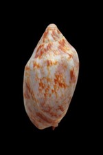 Shell conchiglia voluta usato  Forano