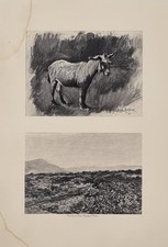 Estampa Firmada Rosa Suerte XIX Master Aliboron & Paisaje Provenza comprar usado  Enviando para Brazil