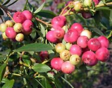 Pink lemonade blueberry for sale  Russell