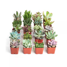 Unique succulent for sale  Miami