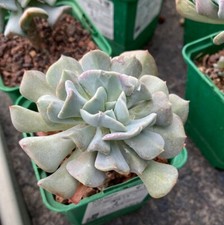 Echeveria cubic frost for sale  Covina