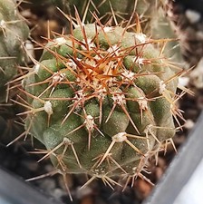 Copiapoa columna-alba JN 1681 Esmeralda/limita NP Pan de Azucar, Antofagasta na sprzedaż  PL