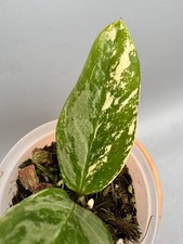 Zamioculcas zamiifolia variega gebraucht kaufen  Wolfsburg
