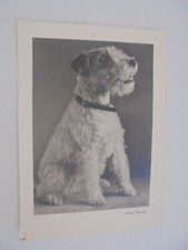 Künstler hund terrier gebraucht kaufen  Sulzbach-Rosenberg
