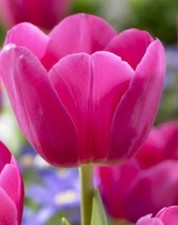 Tulipa: Roze Princess: Raro: US$ 59,99 para 5 lâmpadas: frete grátis comprar usado  Enviando para Brazil