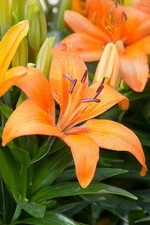 Lilium asiatic orange for sale  ANNAN