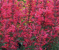 Usado, AGASTACHE HEATHER QUEEN Agastache Cana - 200 sementes a granel comprar usado  Enviando para Brazil