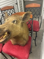 Mounted wild boar for sale  Texarkana
