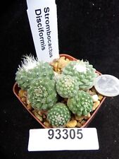 Strombocactus disciformis rare for sale  Lakeport