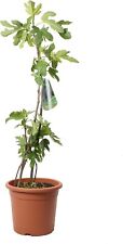 Ficus carica pianta usato  Agliana